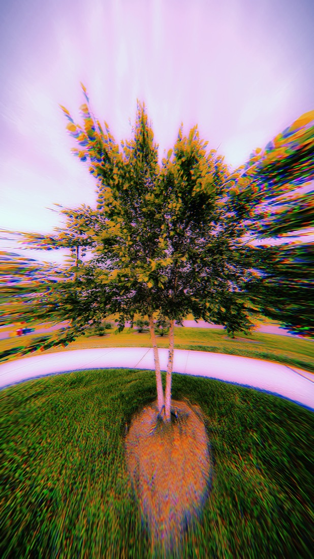 Photo shot with Liquid Lens: fisheye warp on a tree against a purple sky